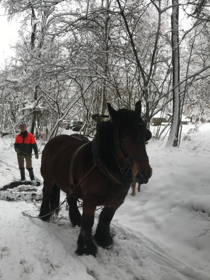 Chalet Le Grand Cerf ビューリンゲン エクステリア 写真