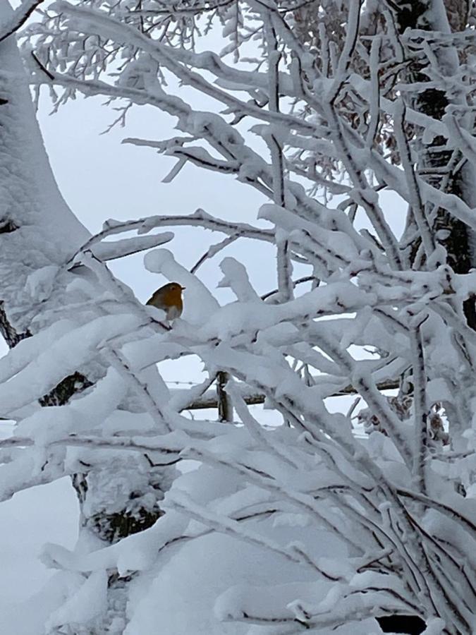 Chalet Le Grand Cerf ビューリンゲン エクステリア 写真